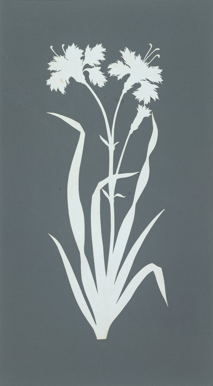 Cravo (colagem sobre papel) de Philipp Otto Runge