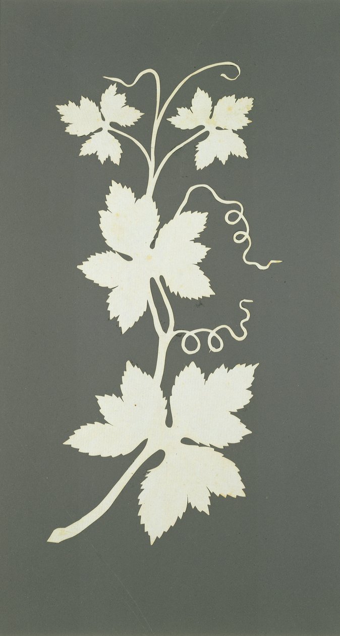 Planta de lúpulo (colagem sobre papel) de Philipp Otto Runge