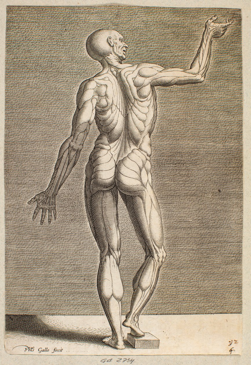 Estudo de uma figura humana com tendões e músculos à mostra, vista de costas de Philips Galle