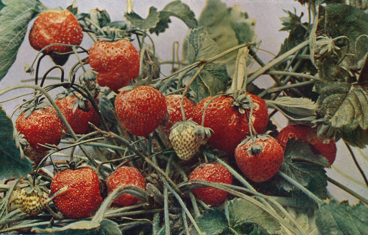 Morangos - John Kidd & Co. Ltd., 1910 de Photochrom Co Ltd of London