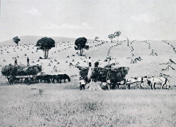 Harvesting, New South Wales, c.1900, de `Under the Southern Cross - Glimpses of Australia