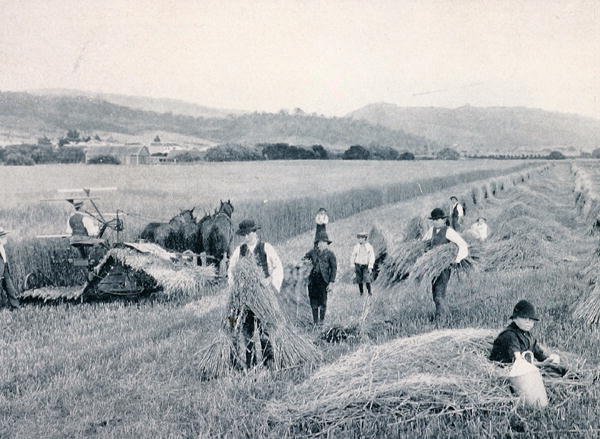 Reaping wheat, Tasmania, c.1900, from `Under the Southern Cross - Glimpses of Australia
