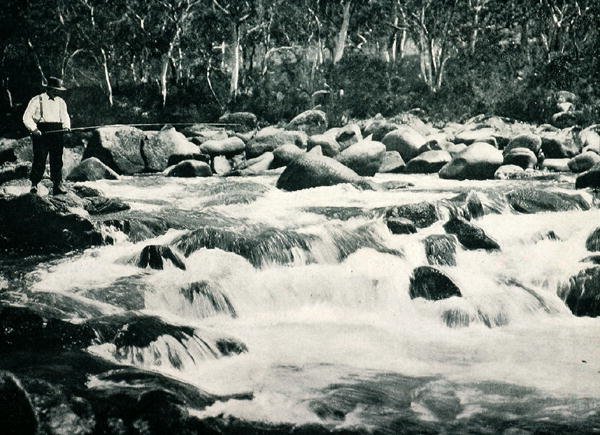 Correntes de trutas em Snowy River, Jindabyne, New South Wales, c.1900, de `Under the Southern Cross - Glimpses of Australia