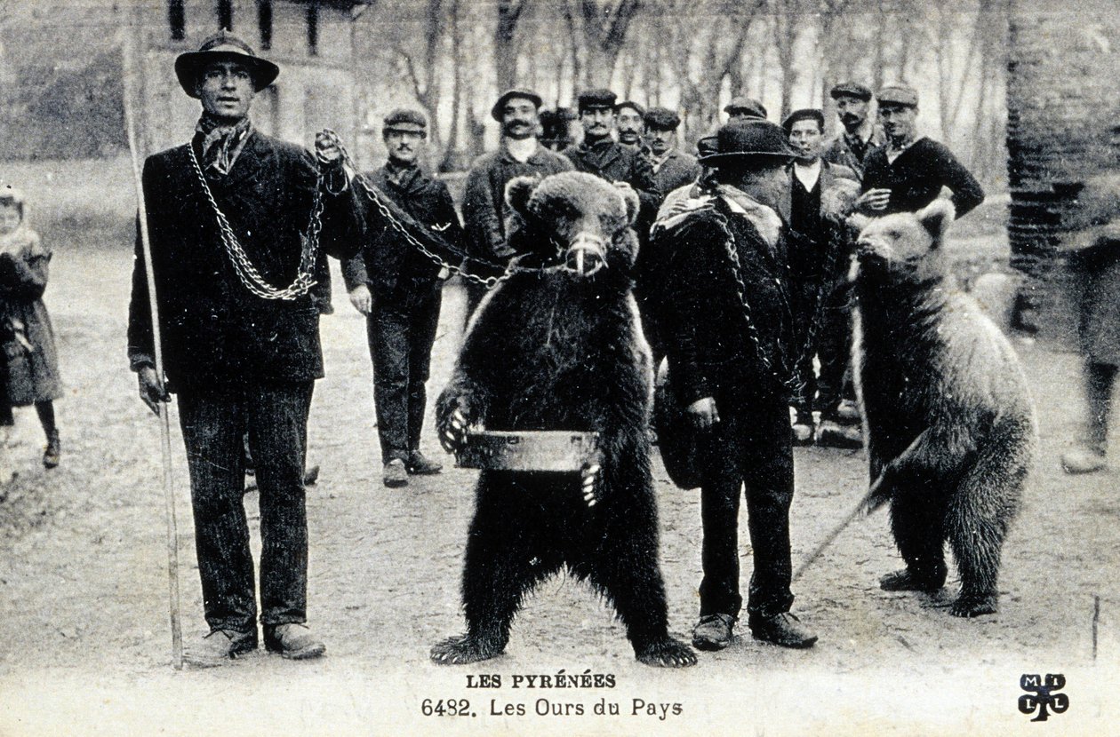 Exposições de ursos nos Pirinéus, c.1900 (fotografia a preto e branco) de Photographer French
