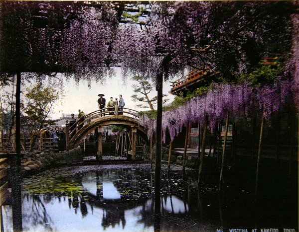 Wisteria em um jardim em Kameido, c.1900 (foto colorida) de Photographer Japanese