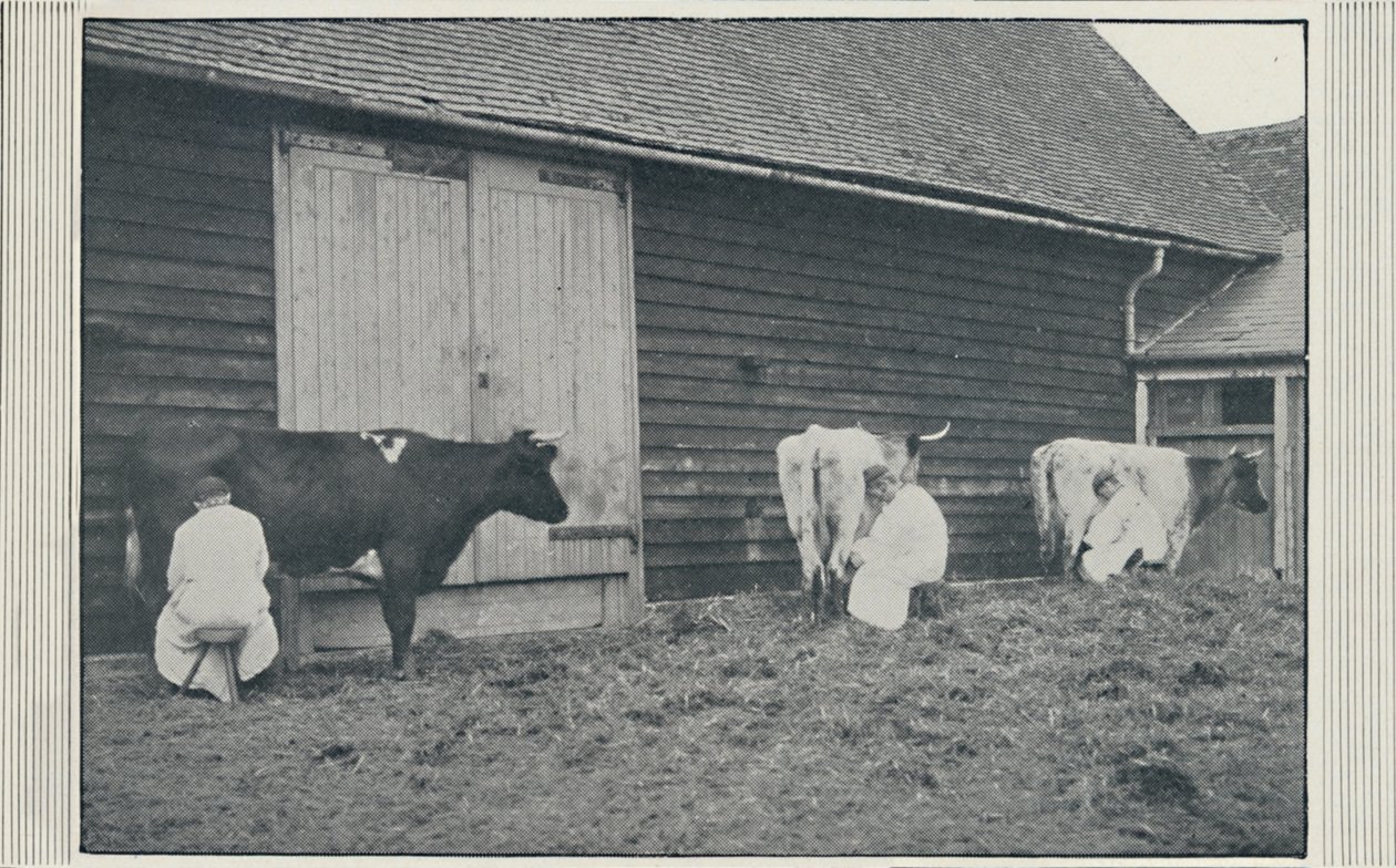 Vacas leiteiras, 1910 de Pictorial Agency
