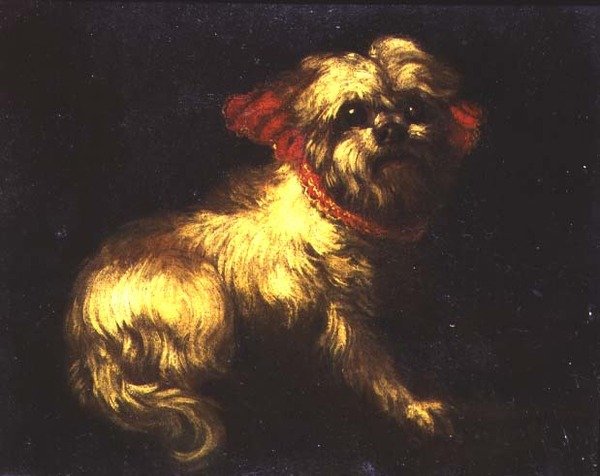 Um terrier maltês de Pier Francesco Cittadini