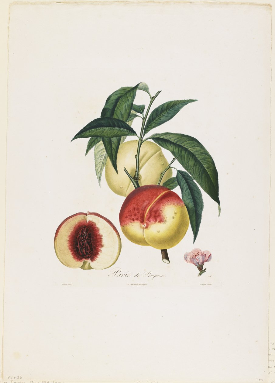 Pavia de Pompone. (Peaches), de Fruit Tree Traits, 1807-35 (gravura pontilhada à mão) de Pierre Antoine Poiteau
