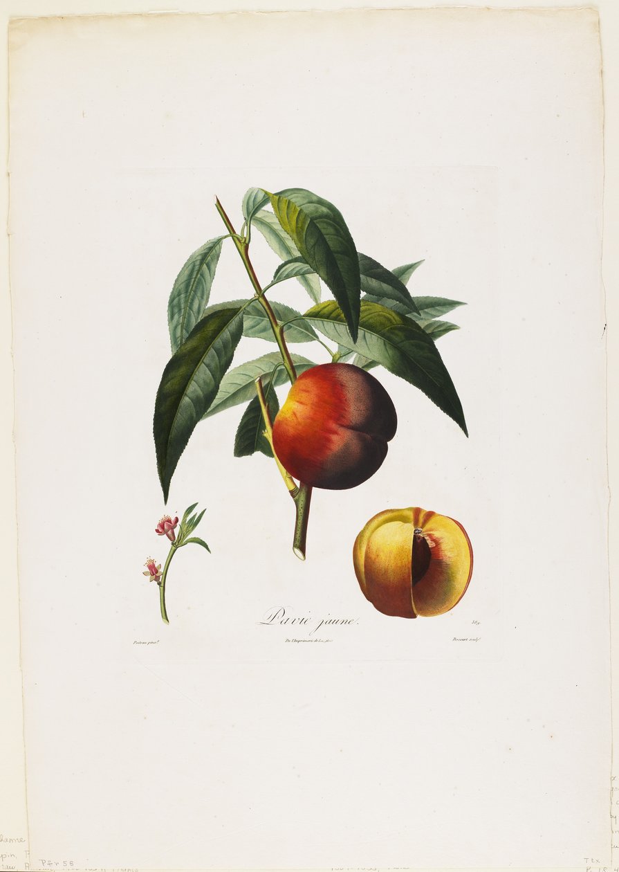 Torta amarela. (Peaches), de Fruit Tree Traits, 1807-35 (gravura pontilhada à mão) de Pierre Antoine Poiteau