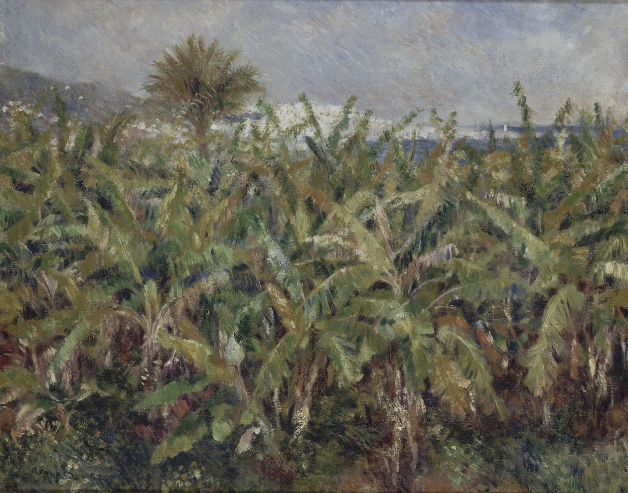 Campo de bananeiras de Pierre Auguste Renoir