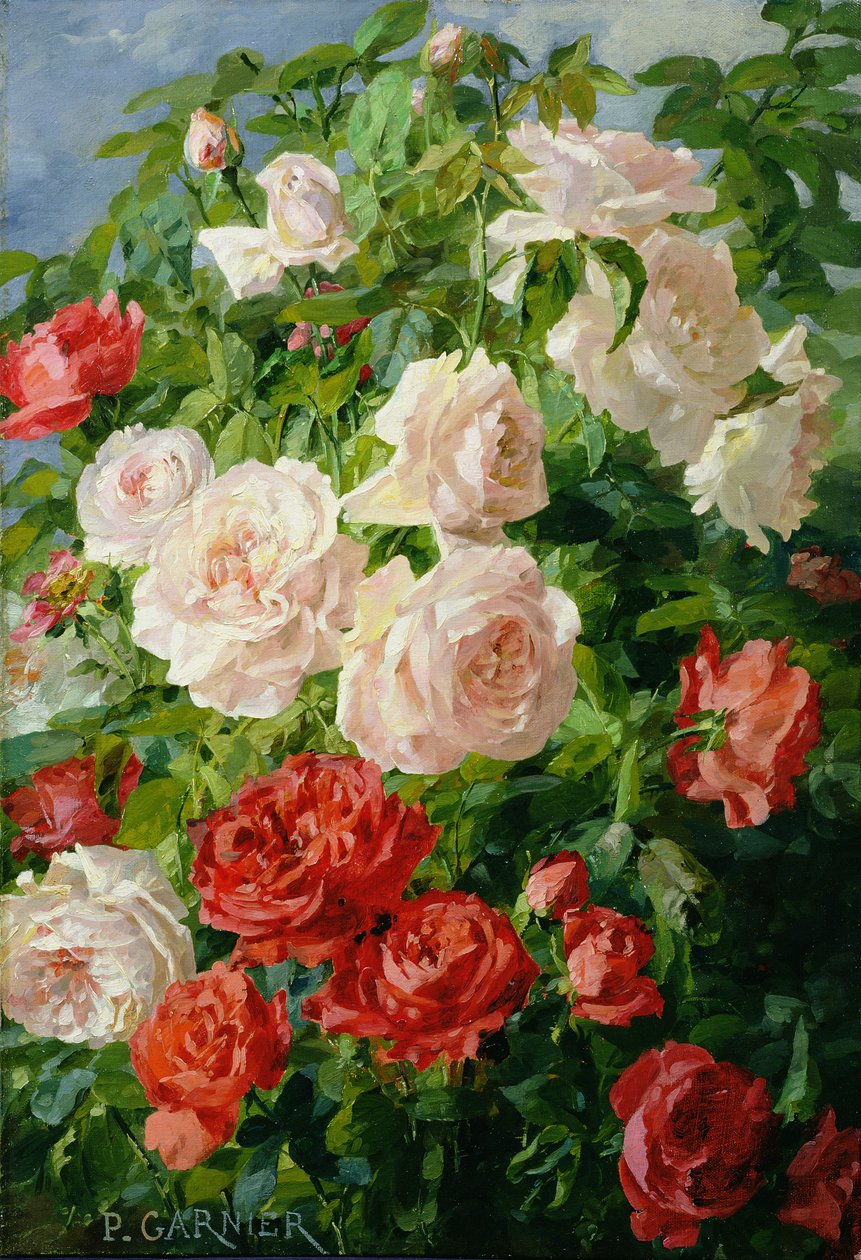 Rosas cor de rosa de Pierre Garnier