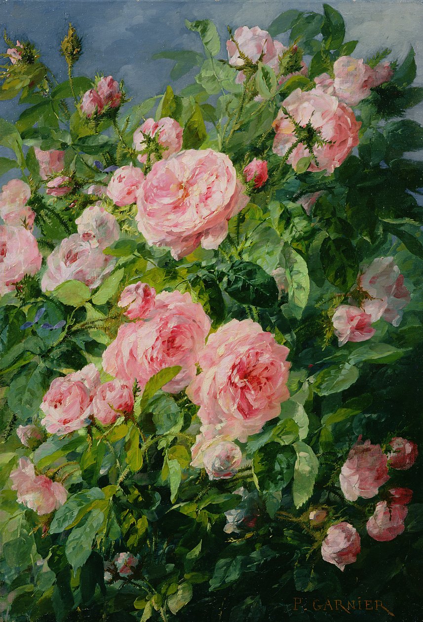 Rosas cor de rosa de Pierre Garnier