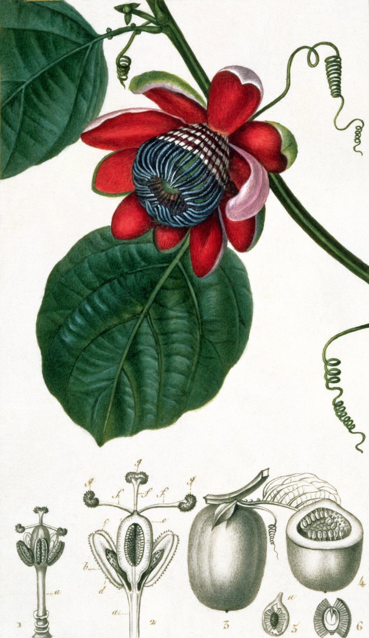 Uma flor da paixão de Lecons de Flore de Pierre Jean Francois Turpin