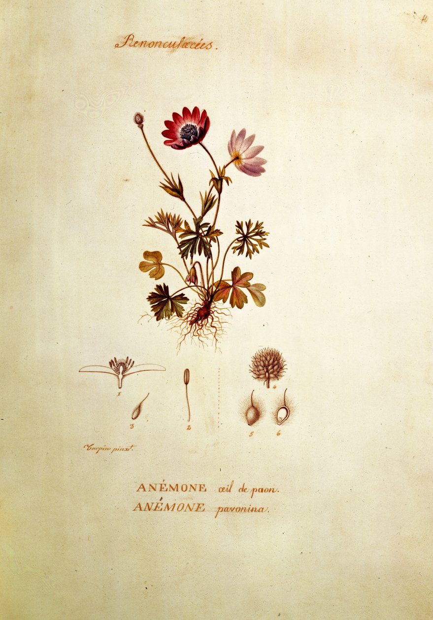 Anêmona de Pierre Jean Francois Turpin