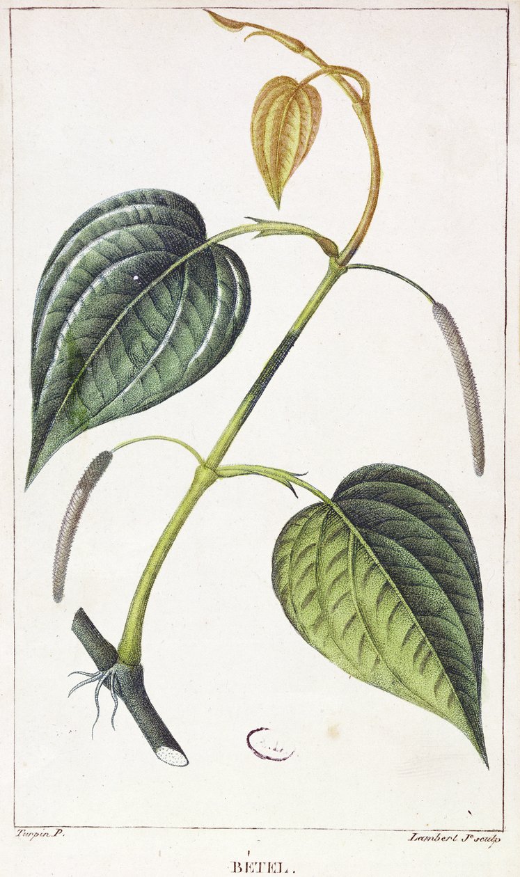 Bétel, placa botânica, c.1810 de Pierre Jean Francois Turpin