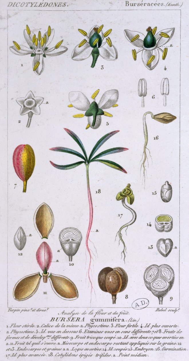 Bursera Gummifera, gravada por Rebel c.1810-20 (gravura a cores) de Pierre Jean Francois Turpin
