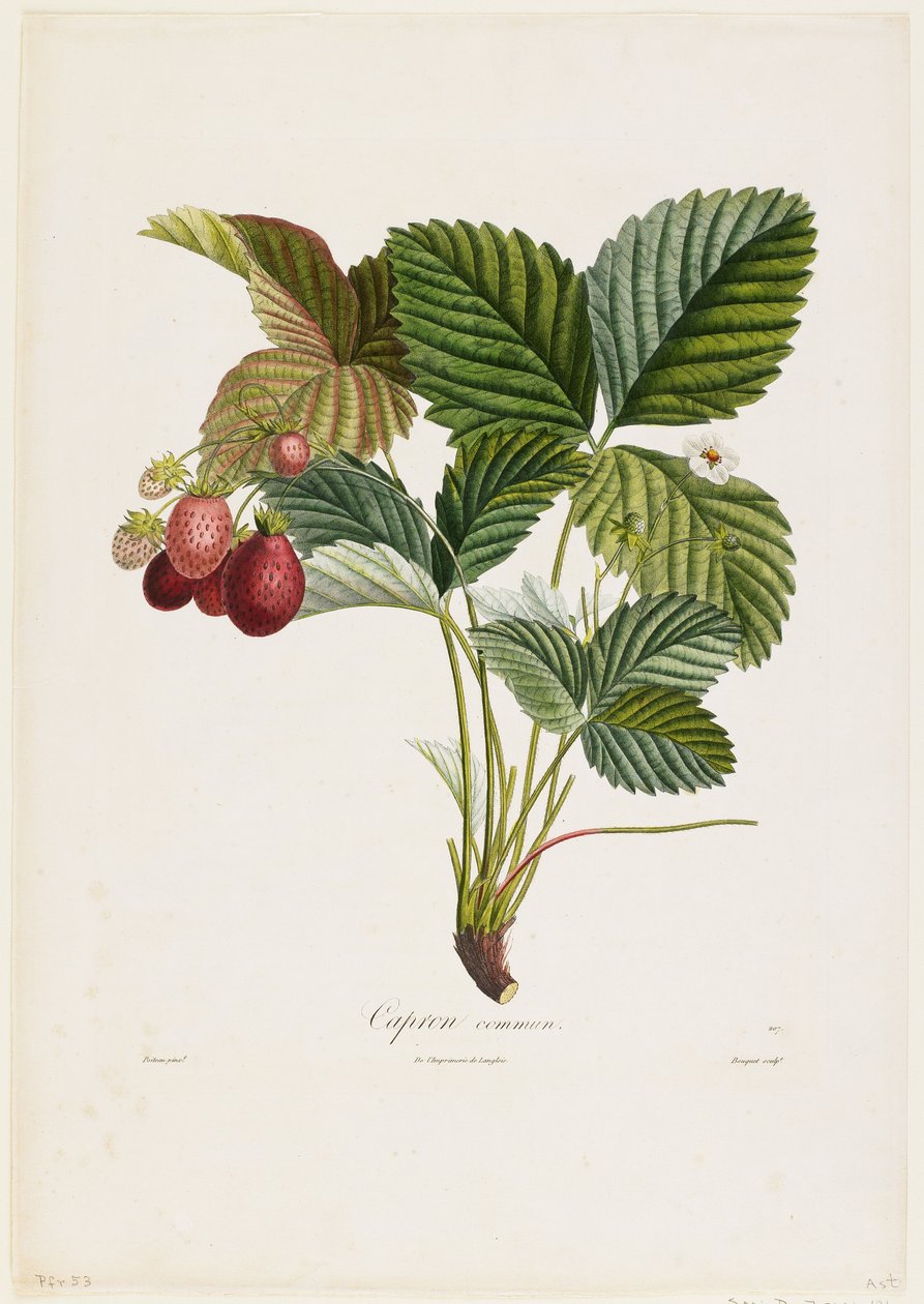 Cabra comum. (Morangos), de Fruit Tree Trades, 1807-35 (gravura pontilhada à mão) de Pierre Jean Francois Turpin
