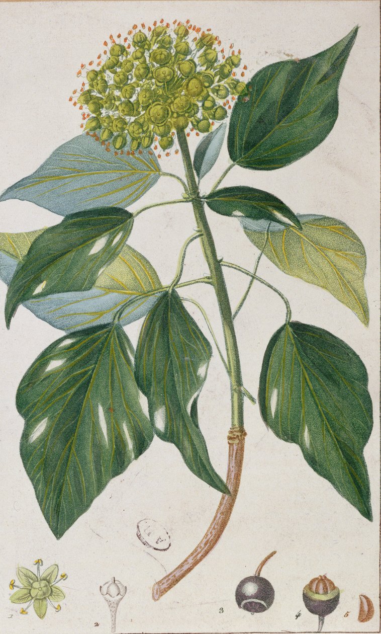 Escalada Ivy, placa botânica, c.1820 de Pierre Jean Francois Turpin