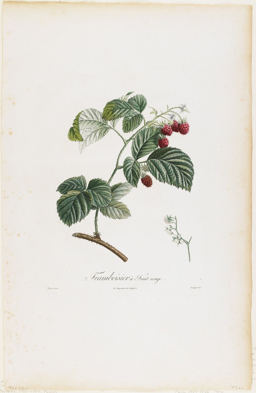 Framboesa Fruta Vermelha (Framboesas), da Fruteira, 1807-35 (gravura pontilhada à mão) de Pierre Jean Francois Turpin