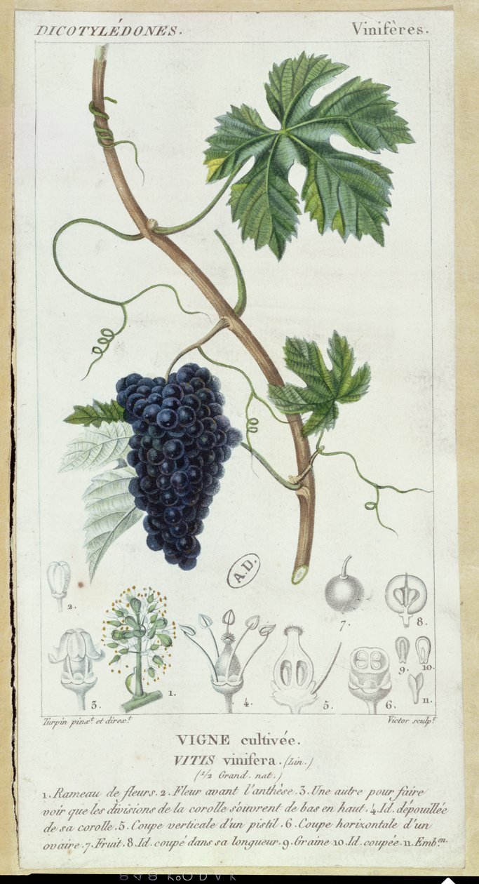 Videira de Vinha (Vitis Vinifera), c.1820 de Pierre Jean Francois Turpin