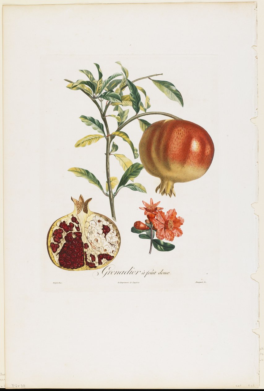 Granadeiro de Frutas Doces, de Fruit Tree Tray, 1807-35 (gravura pontilhada à mão) de Pierre Jean Francois Turpin