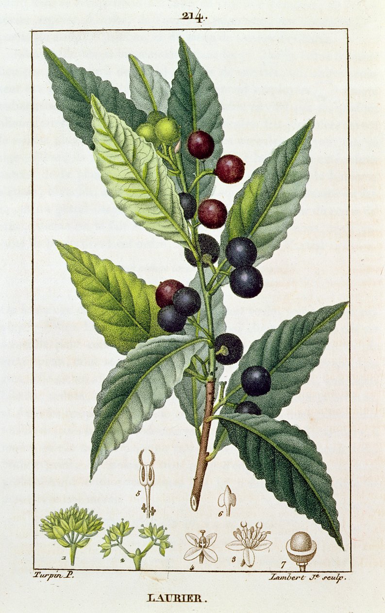 Laurel, placa botânica, c.1810 de Pierre Jean Francois Turpin
