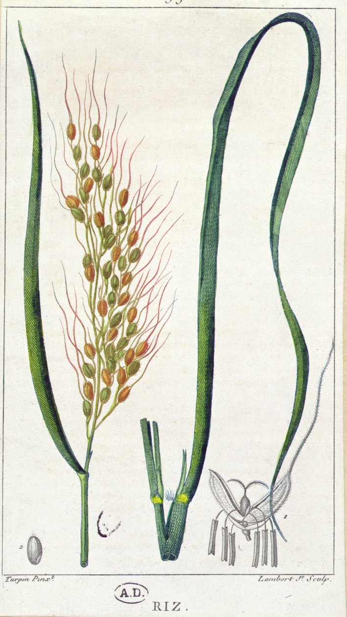Arroz, c.1820 (gravura a cores) de Pierre Jean Francois Turpin
