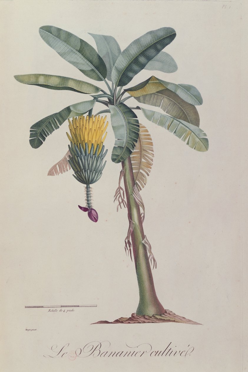 A bananeira, de &39;Flora das Antilhas&39; por François Richard de Tussac, 1808 de Pierre Jean Francois Turpin
