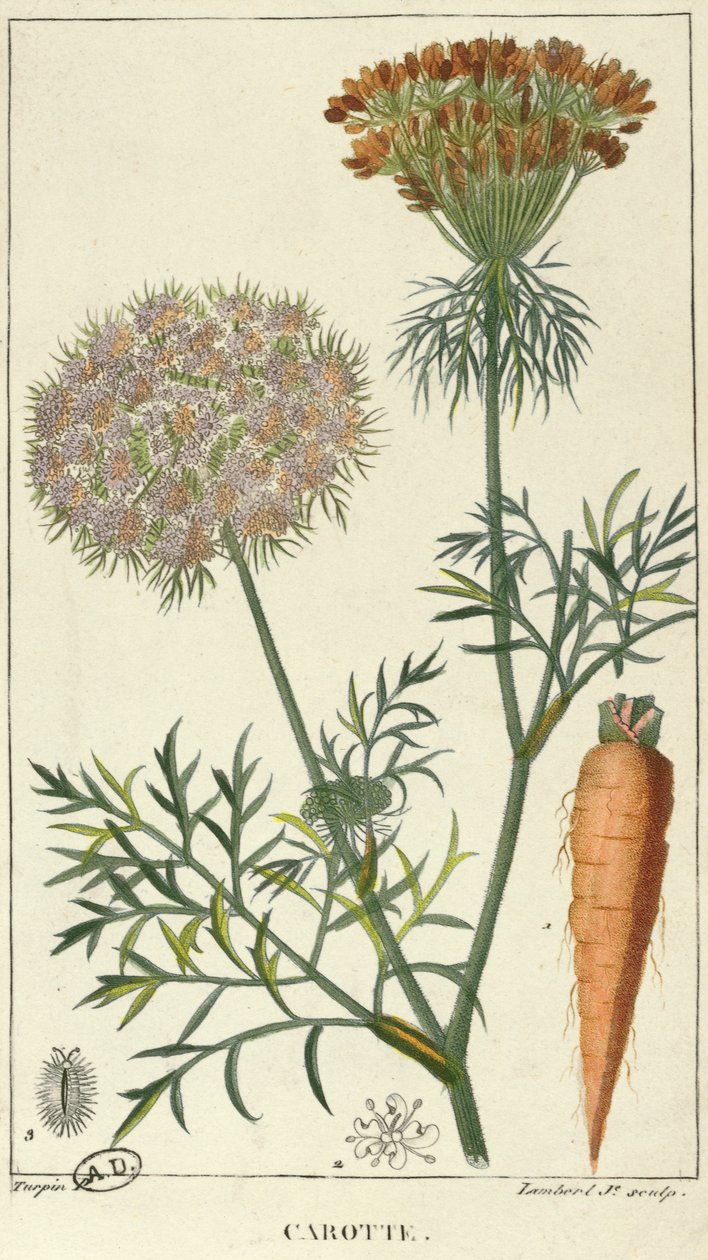 A cenoura, gravada por Lambert de Pierre Jean Francois Turpin