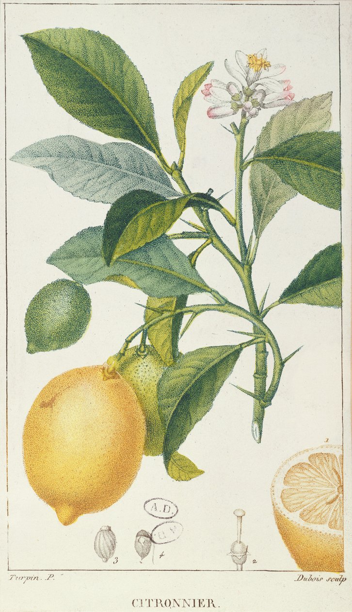 A árvore de limão, gravada por Dubois, c.1820 de Pierre Jean Francois Turpin