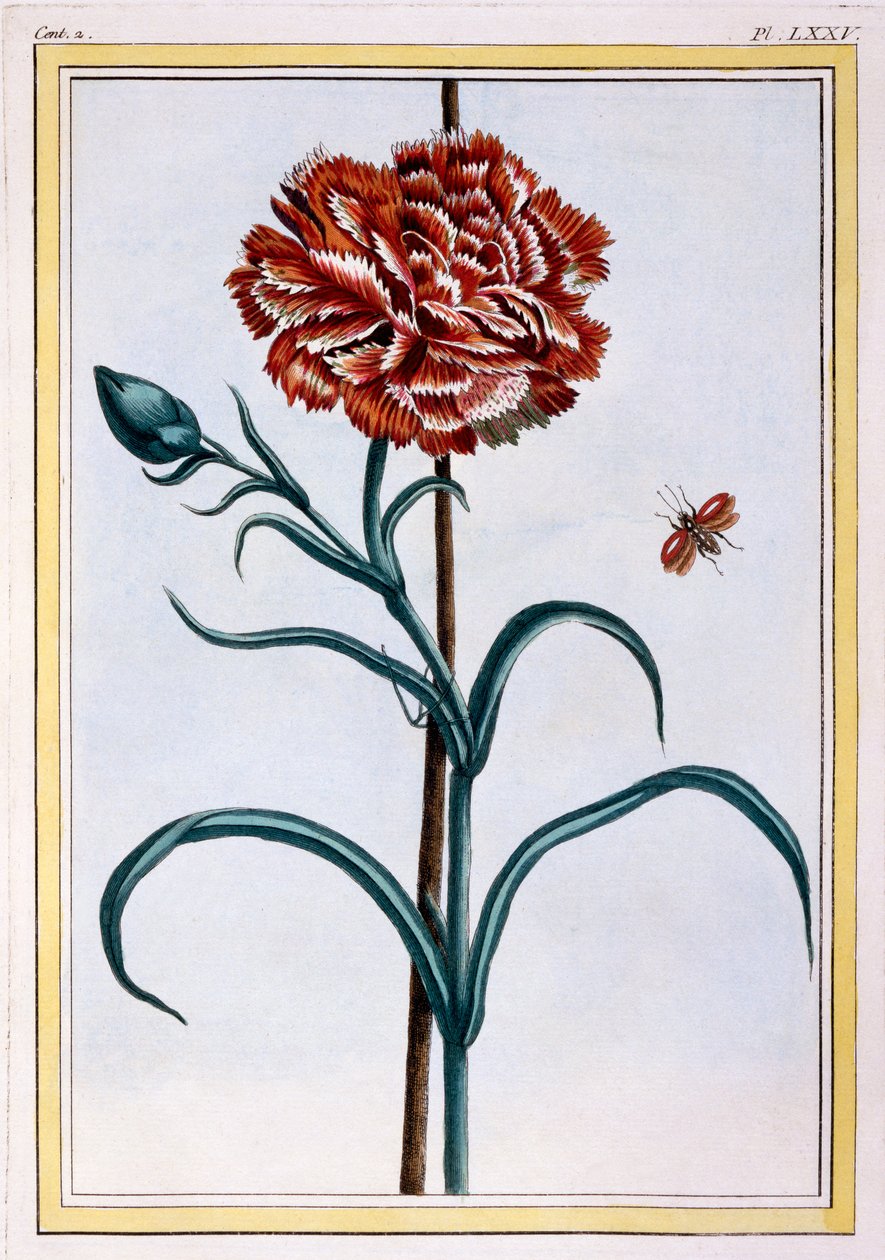 Cravo, c.1776 (gravura colorida à mão) de Pierre Joseph Buchoz