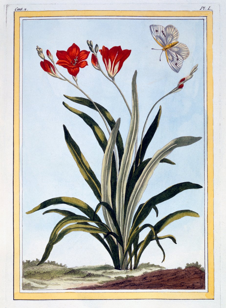 Cornlily, c.1766 (gravura colorida à mão) de Pierre Joseph Buchoz