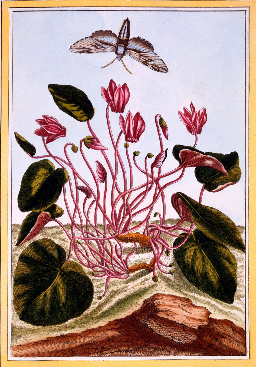 Ciclâmen, c.1766 (gravura colorida à mão) de Pierre Joseph Buchoz