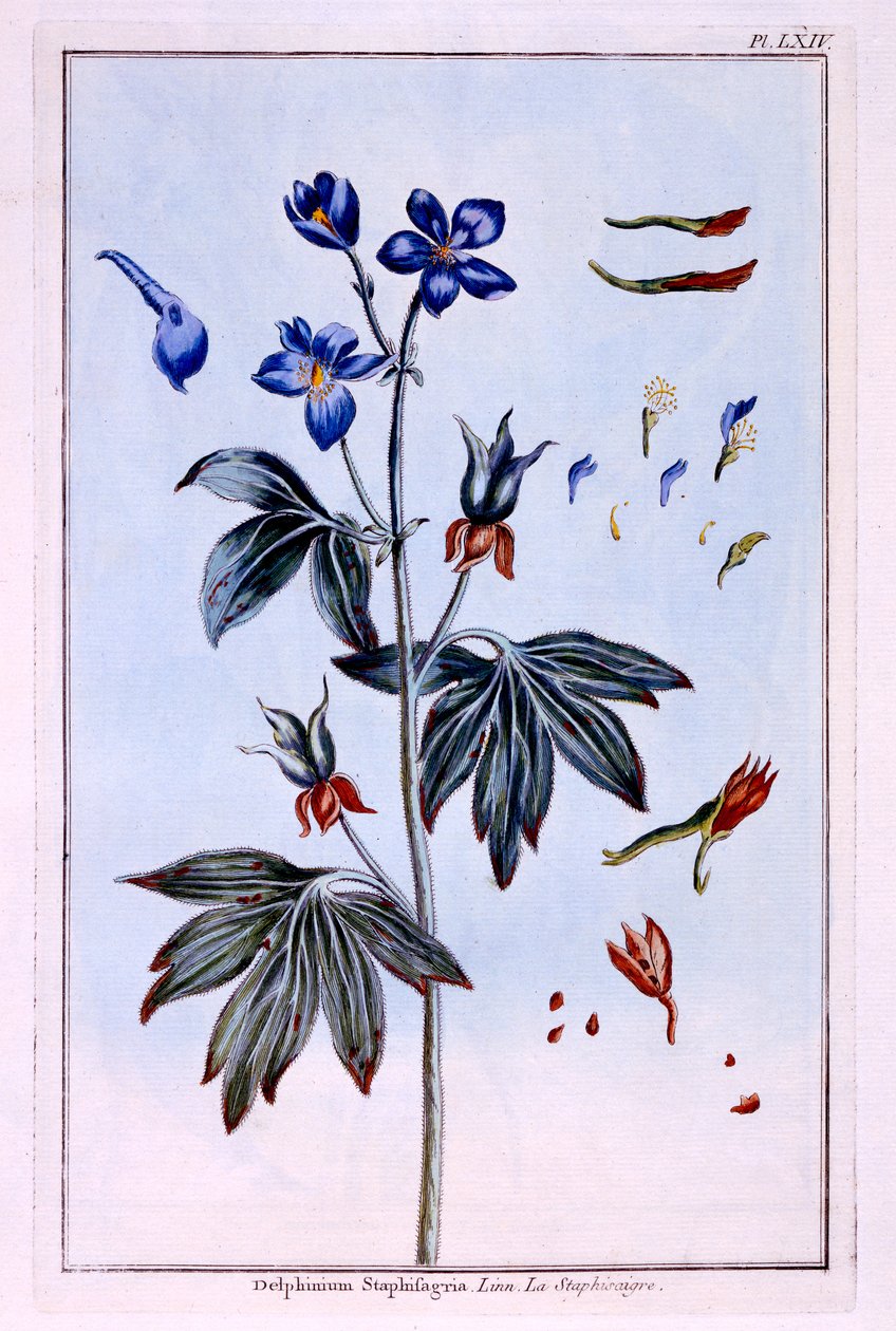 Delphinium de Pierre Joseph Buchoz