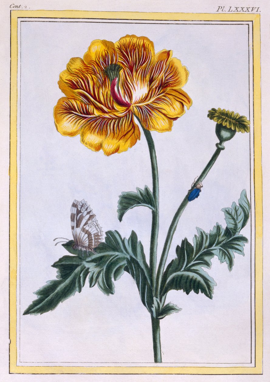 Rastejamento duplo Buttercup, Ranunculus repens Var: Pleniflorus, c.1776 (gravura colorida à mão) de Pierre Joseph Buchoz