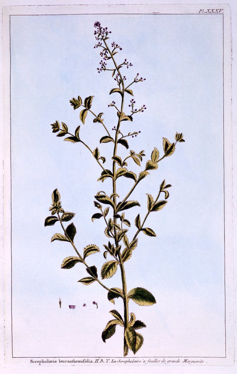 Figwort ou Scrofulaira de Pierre Joseph Buchoz