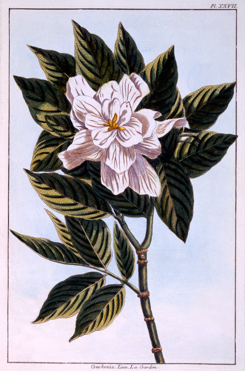 Gardenia G. augusta, ilustração de &39;Preciosa e Enluminée coleção de Floura&39; parte II, por Pierre Joseph Buchoz, publicado de 1776 de Pierre Joseph Buchoz