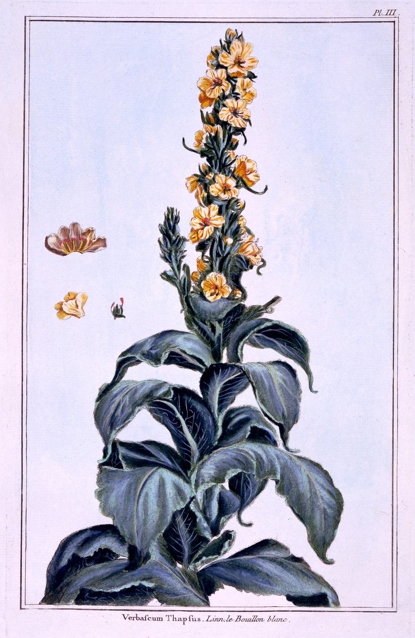 Grande Mullein de Pierre Joseph Buchoz