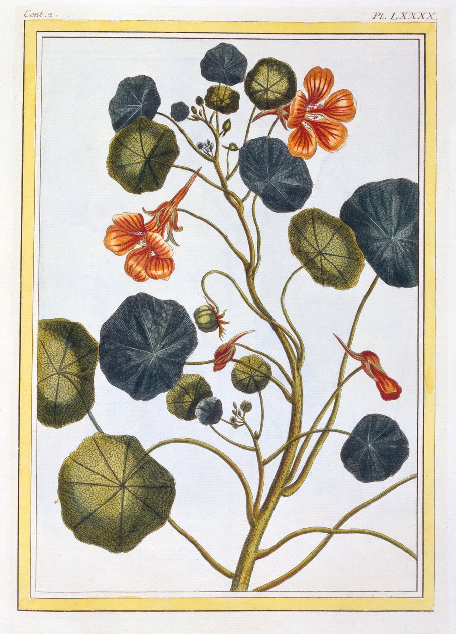 La Capucine (Nasturtium), c.1776 (gravura colorida à mão) de Pierre Joseph Buchoz