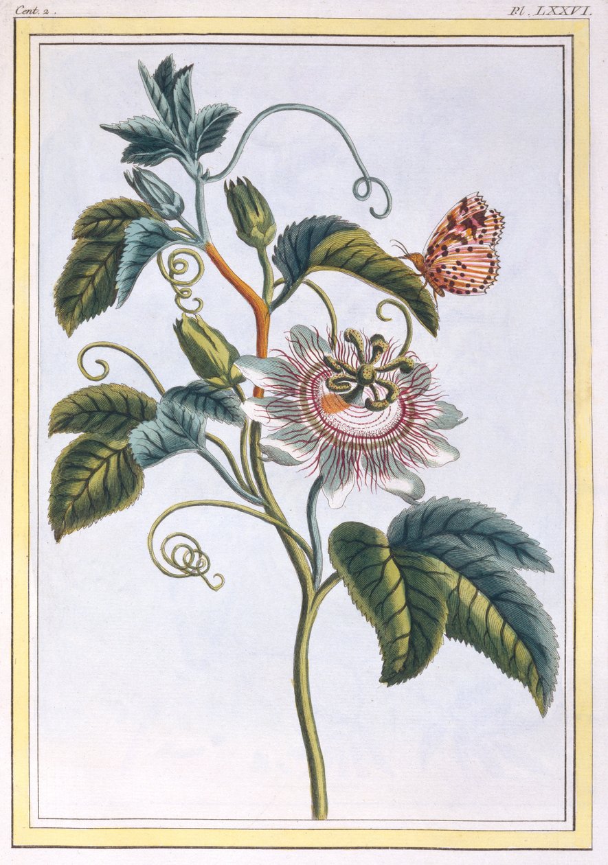 La Grenadille ou Le Maracot (flor azul da paixão), c.1766 (gravura colorida à mão) de Pierre Joseph Buchoz