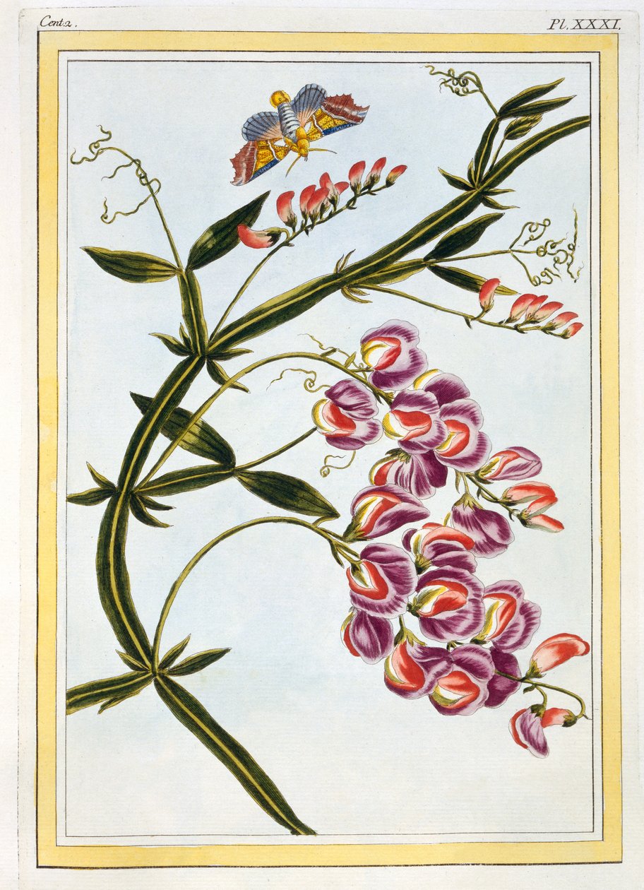Le Grand Lathyre (Ervilha Doce eterna), c.1776 (gravura colorida à mão) de Pierre Joseph Buchoz