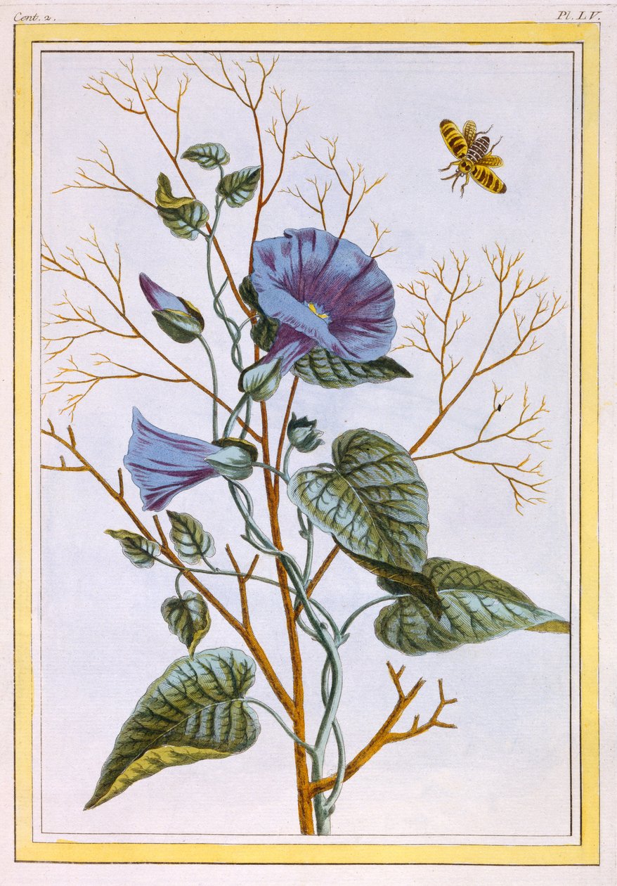 Le Grand Liseron Violeta (Convovlus), c.1776 (gravura colorida à mão) de Pierre Joseph Buchoz