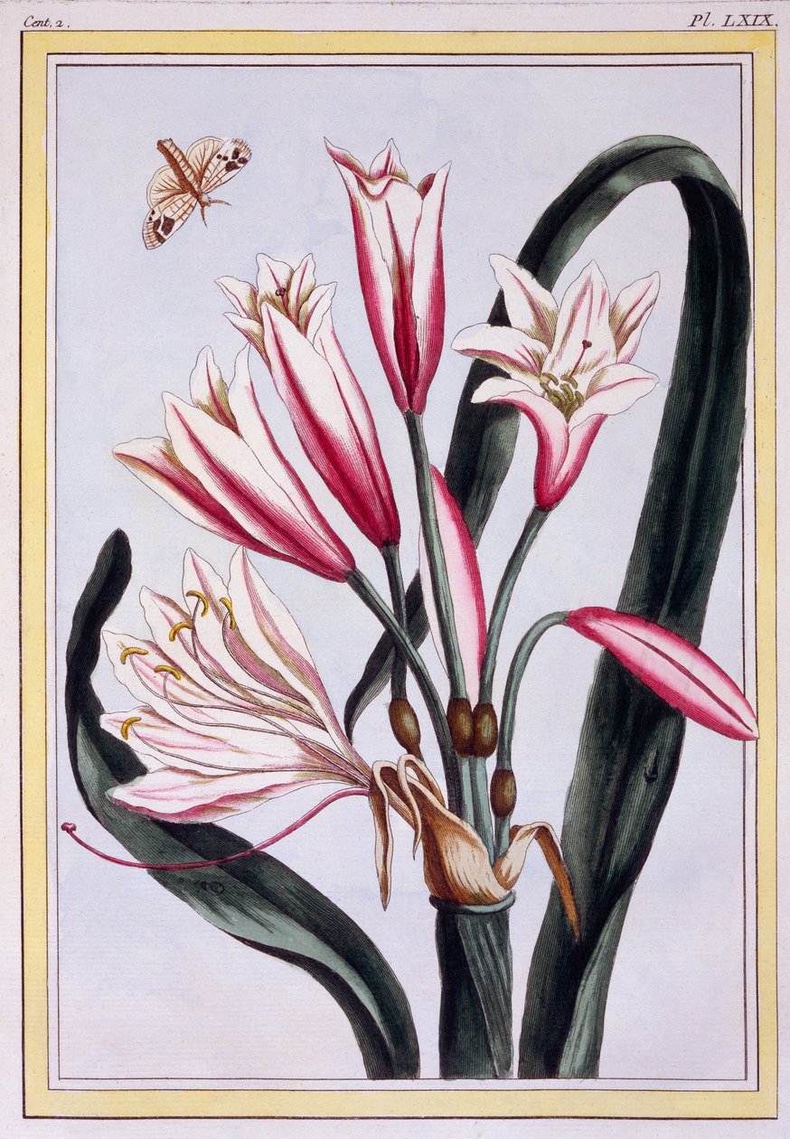 Amaryllis Long Leaved, c.1776 (gravura colorida à mão) de Pierre Joseph Buchoz