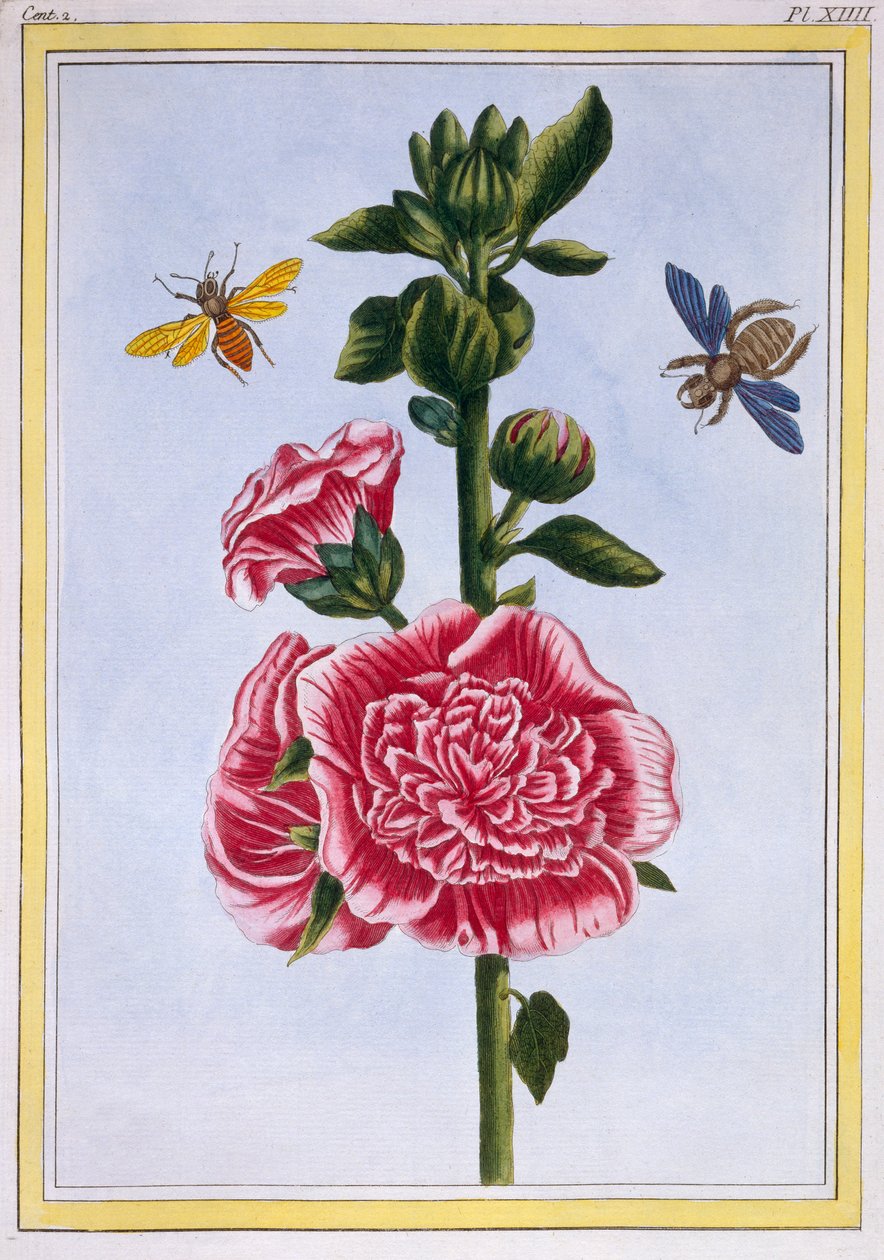 Passerose (malva-rosa), c.1776 (gravura colorida à mão) de Pierre Joseph Buchoz
