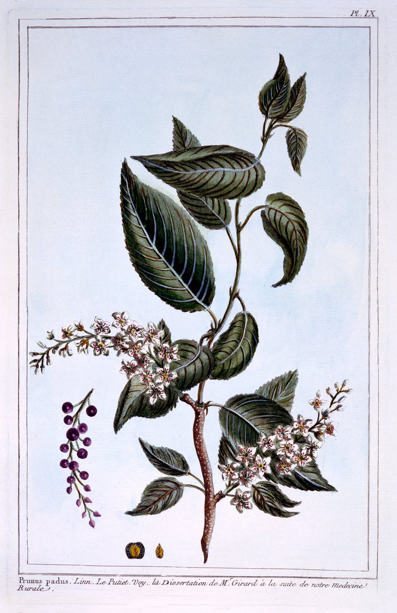 Prunus padus ou Bird Cherry, ilustração de &39;Coleção Precieuse et Enluminée des Floura&39;, de Pierre Joseph Buchoz, publicada em 1776 de Pierre Joseph Buchoz