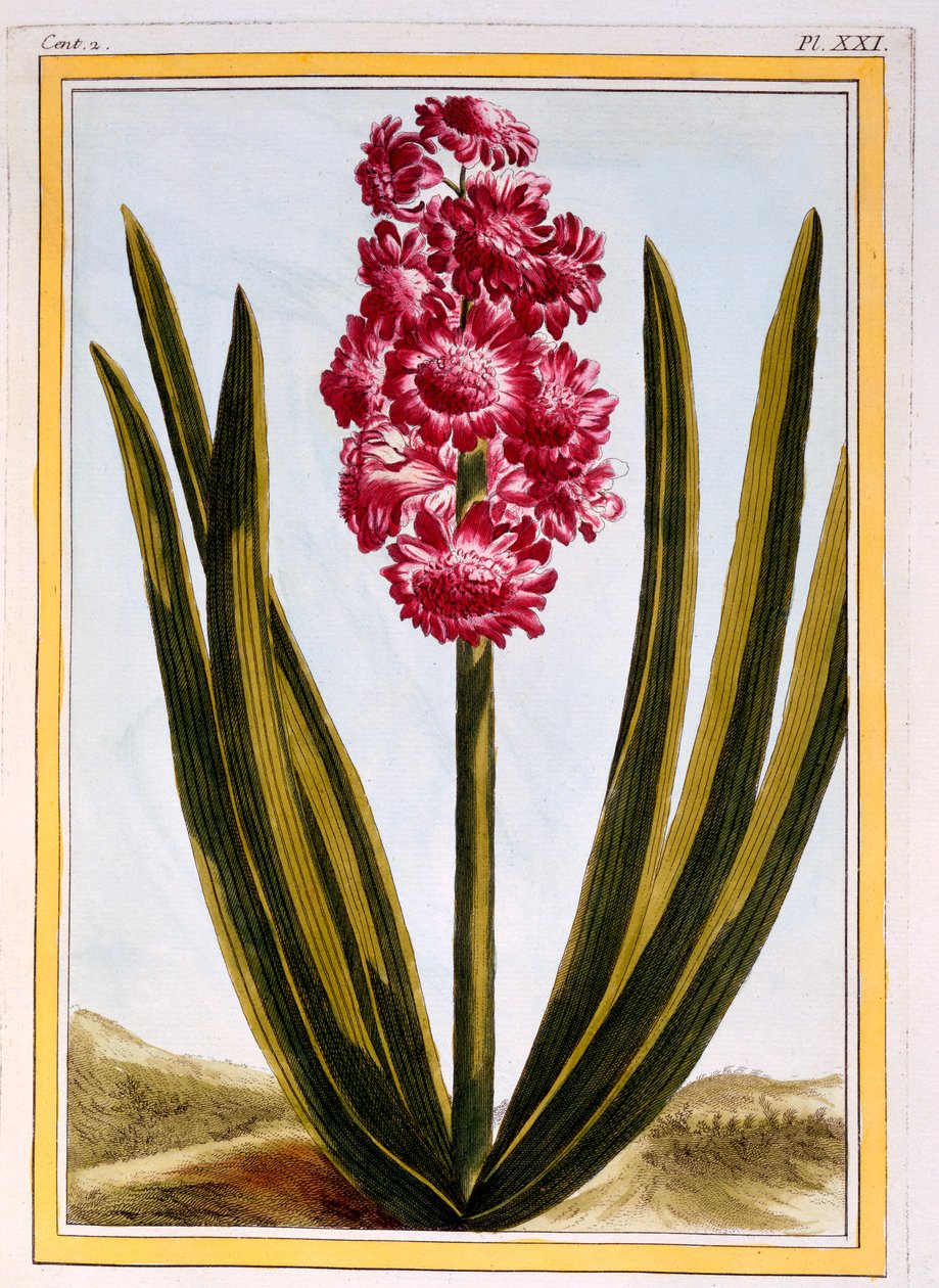 Royal Crimson, c.1766 (gravura colorida à mão) de Pierre Joseph Buchoz