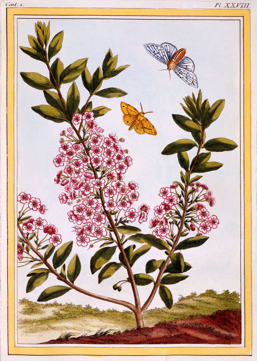 Louro de ovelha (Kalmia augustifolia), c.1766 (gravura colorida à mão) de Pierre Joseph Buchoz