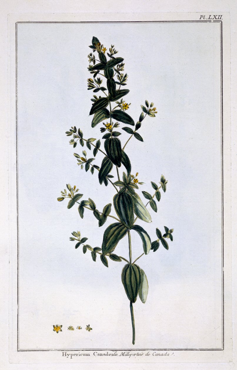 Erva de São João, placa 62, de &39;Collection Precieuse et Enluminee&39;, Volume III (gravação a cores) de Pierre Joseph Buchoz