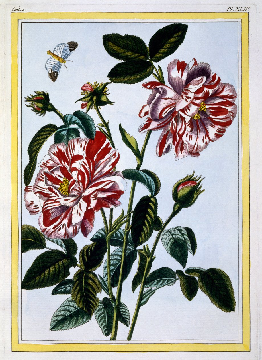 A rosa variegada da Inglaterra; provavelmente na verdade Rosa Gallica, c.1766 (gravura colorida à mão) de Pierre Joseph Buchoz