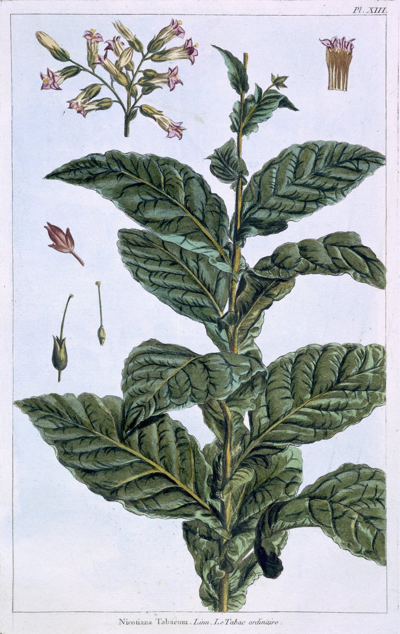 Tabaco, placa 7, de &39;Collection Precieuse et Enluminee&39;, Volume III (gravura a cores) de Pierre Joseph Buchoz